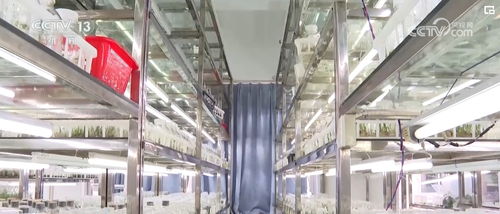 植物 新面孔 頻亮相 蔥蔥綠意融入百姓生活